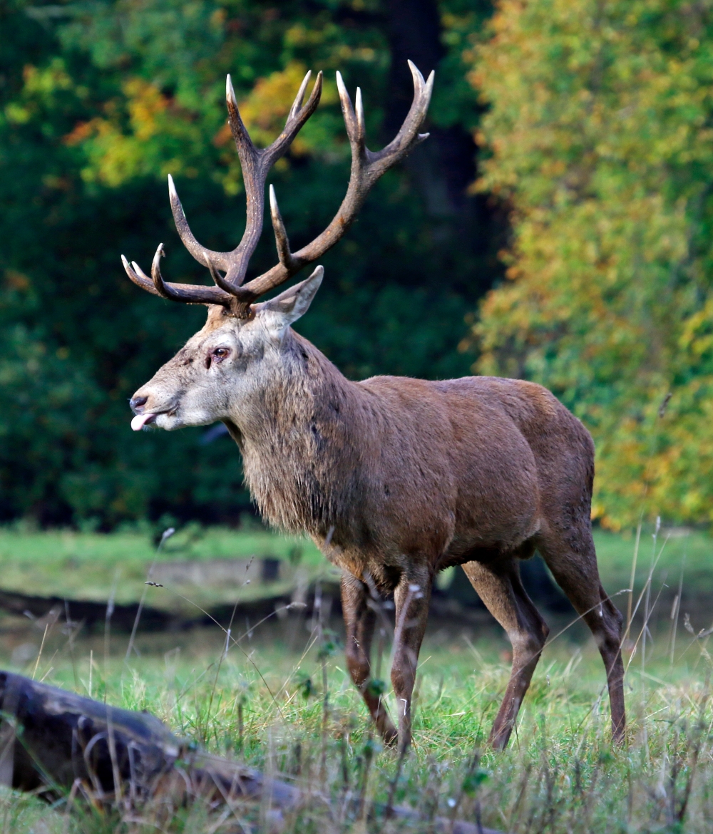 Red deer stag blowing a raspberry